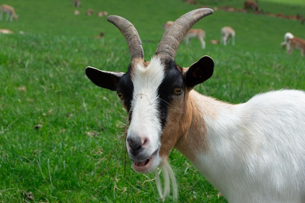 Close-up de uma cabra no campo