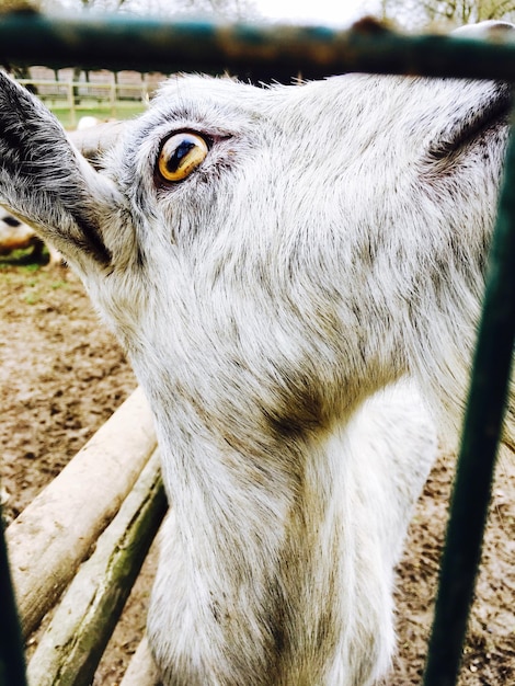 Foto close-up de uma cabra