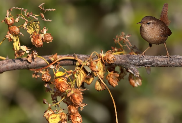 Close-up de uma cambaxirra (Troglodytes troglodytes) sentado em um galho na luz suave da manhã. Fundo desfocado e ângulo incomum da foto