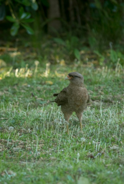 Close-up de uma caracara no jardim