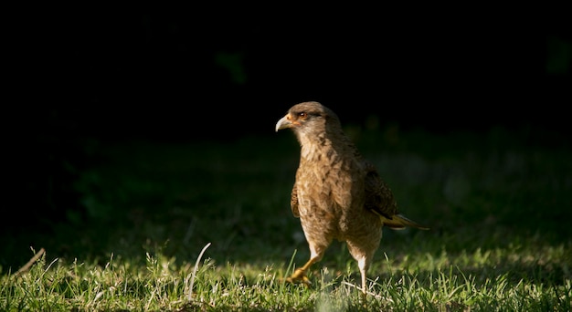 Close-up de uma caracara no jardim