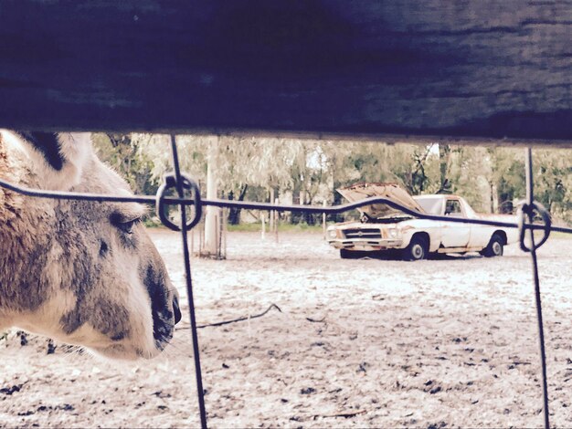 Foto close-up de uma carroça de cavalos no deserto