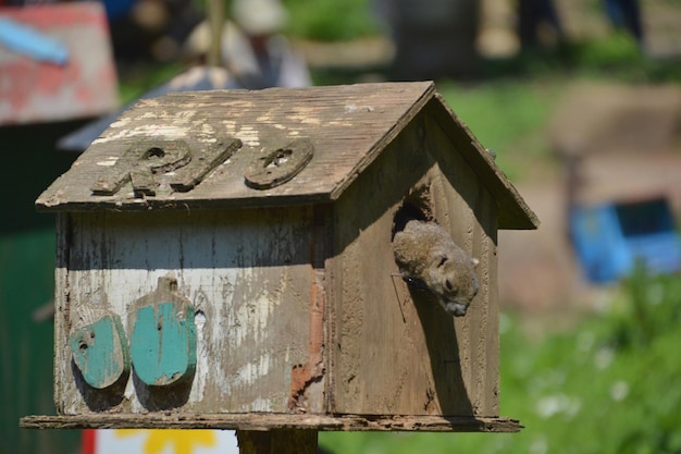 Close-up de uma casa de pássaros no campo contra um edifício