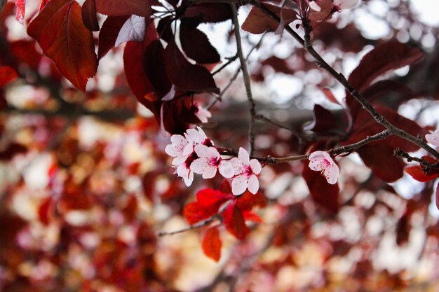 Foto close-up de uma cerejeira em flor