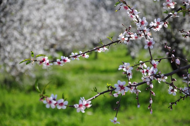 Foto close-up de uma cerejeira em flor