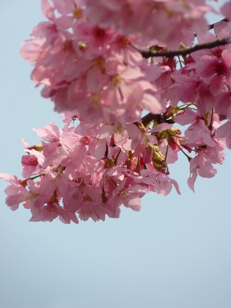 Foto close-up de uma cerejeira rosa em flor