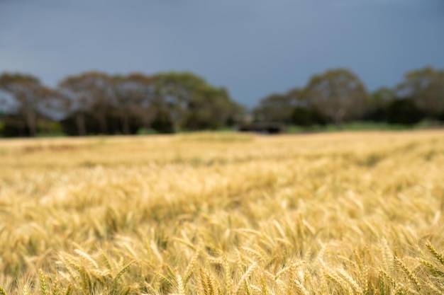 close up de uma cevada e trigo cabeças de sementes de colheita soprando no vento no verão na Austrália em uma fazenda