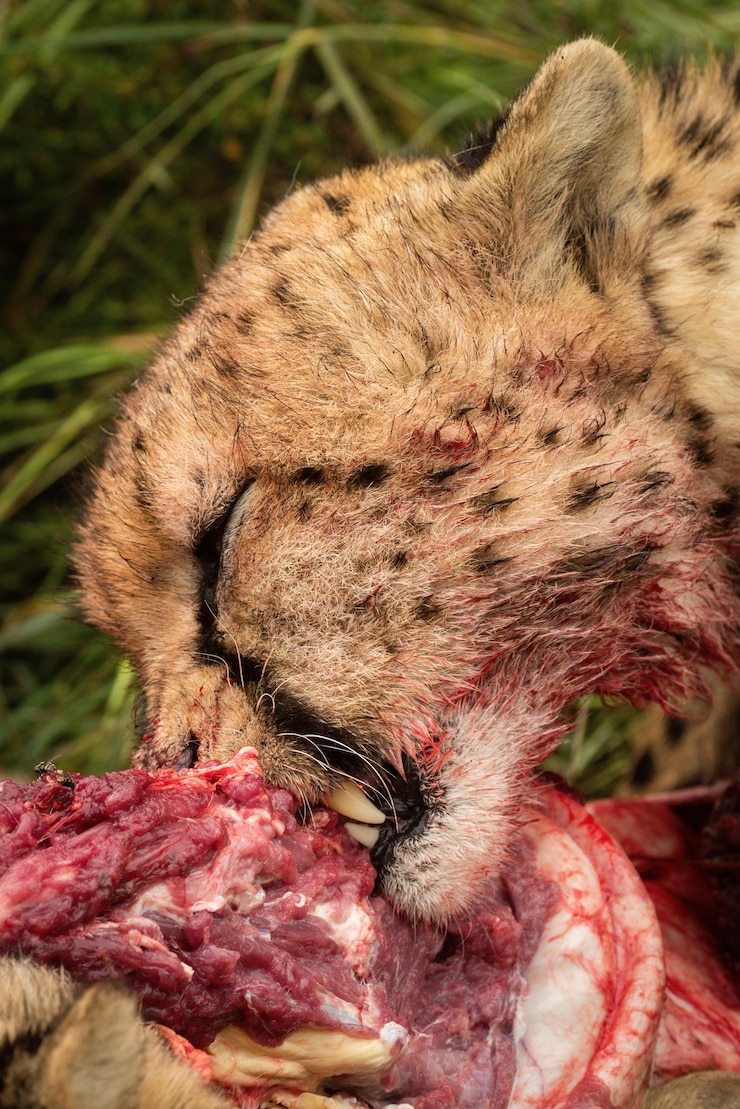 Foto close-up de uma chita alimentando-se de carcaças sangrentas