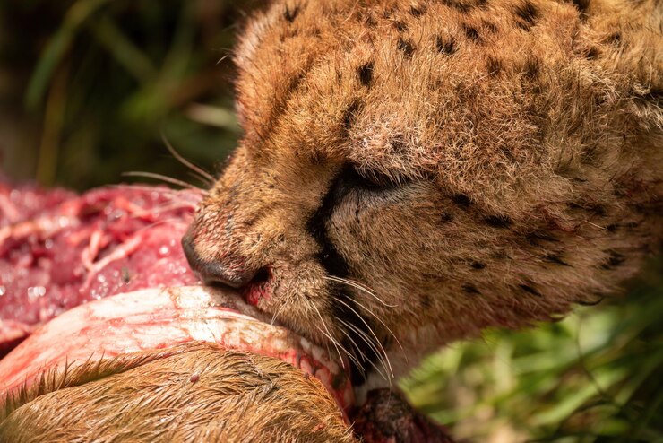 Foto close-up de uma chita roendo a matança de hartebeest