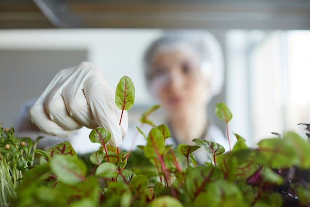 Close-up de uma cientista irreconhecível examinando amostras de plantas enquanto trabalhava no laboratório de biotecnologia, copie o espaço