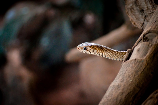 Close-up de uma cobra atrás de um tronco