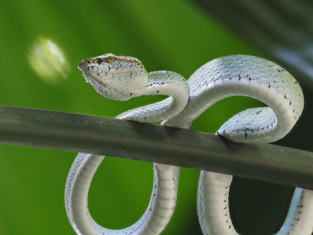 Close-up de uma cobra de corpo branco rastejando sobre uma planta sobre um fundo verde