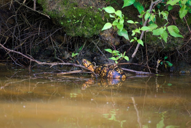 Foto close-up de uma cobra na grama perto de um lago