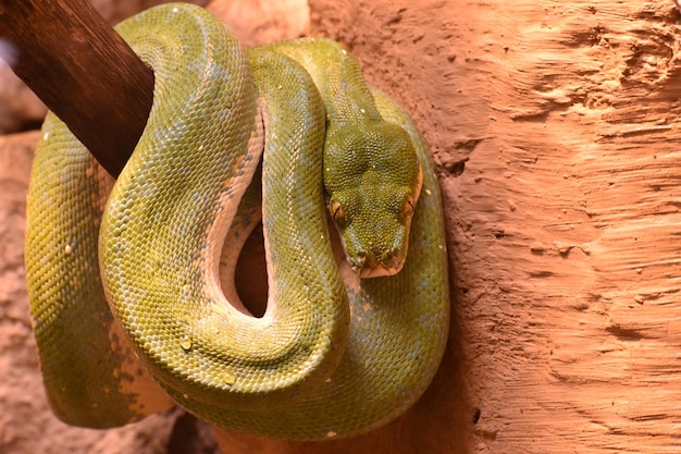 Close-up de uma cobra na mão