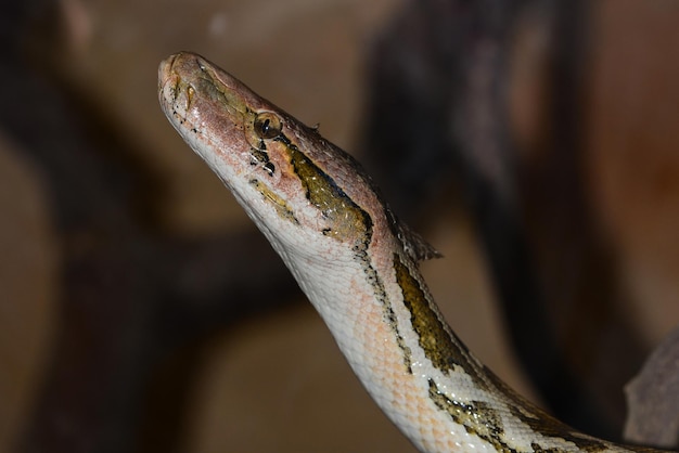 Close-up de uma cobra