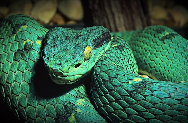 Close-up de uma cobra