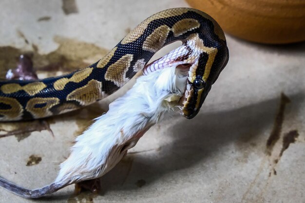 Close-up de uma cobra