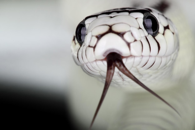 Close-up de uma cobra