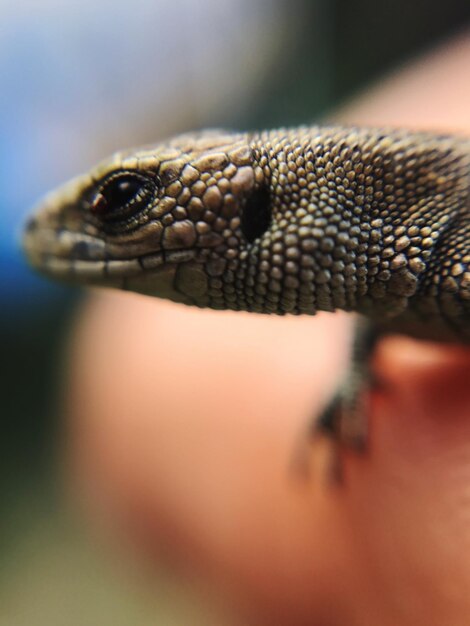 Foto close-up de uma cobra