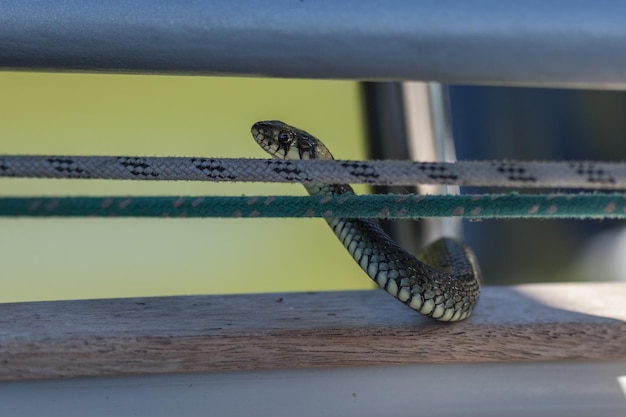 Foto close-up de uma cobra