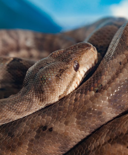 Foto close-up de uma cobra