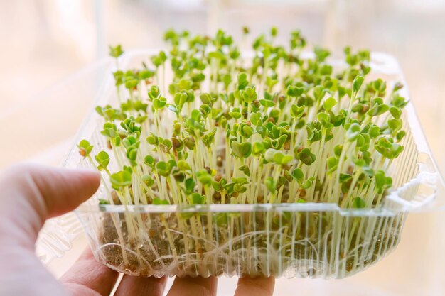 Close-up de uma colheita de micro-verdes bio-orgânicos comestíveis na mão dos agricultores saúde eco jardinagem ecologia ho
