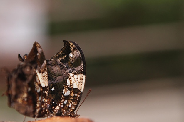 Foto close-up de uma concha em uma mesa