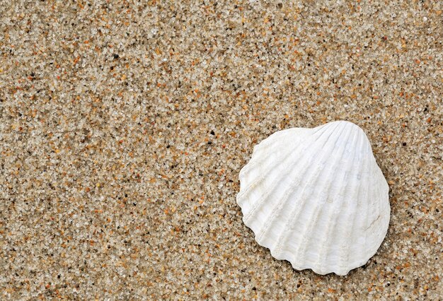 Foto close-up de uma concha na areia da praia