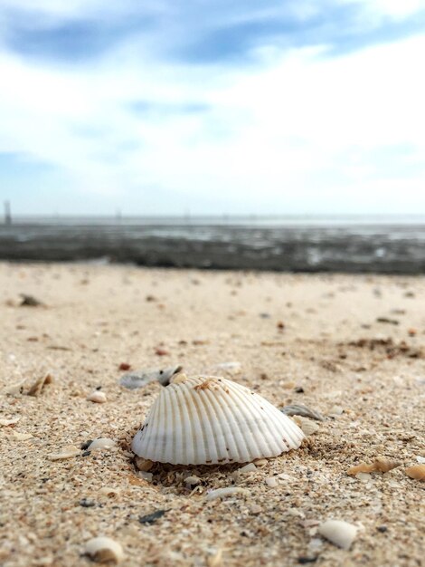 Foto close-up de uma concha na praia contra um céu nublado