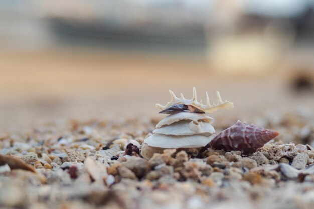 Close-up de uma concha na praia