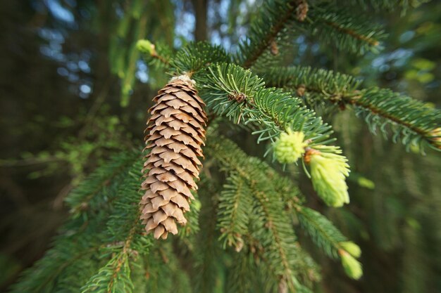 Foto close-up de uma cone de pinheiro em uma árvore
