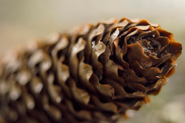 Foto close-up de uma cone de pinheiro