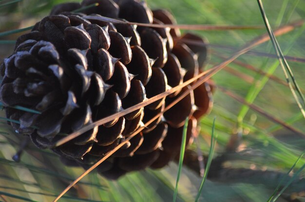 Foto close-up de uma cone de pinheiro