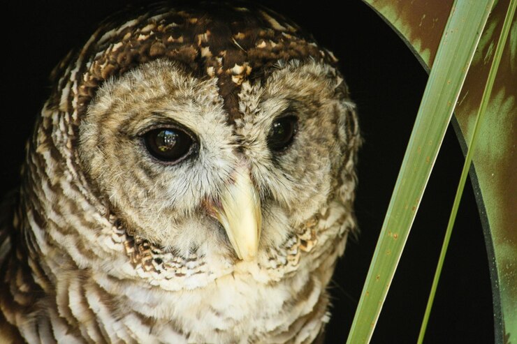 Foto close-up de uma coruja em uma casa de pássaros