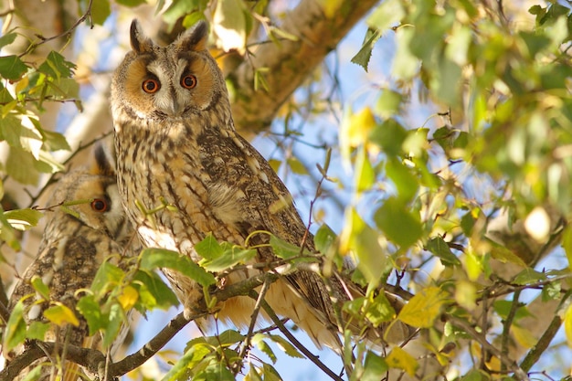 Close-up de uma coruja empoleirada em um galho de árvore