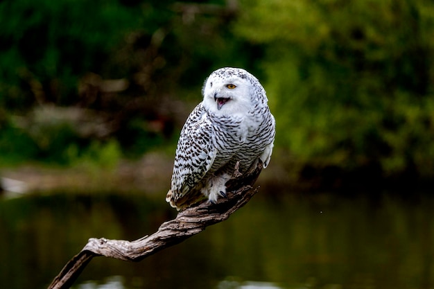 Foto close-up de uma coruja empoleirada em um galho