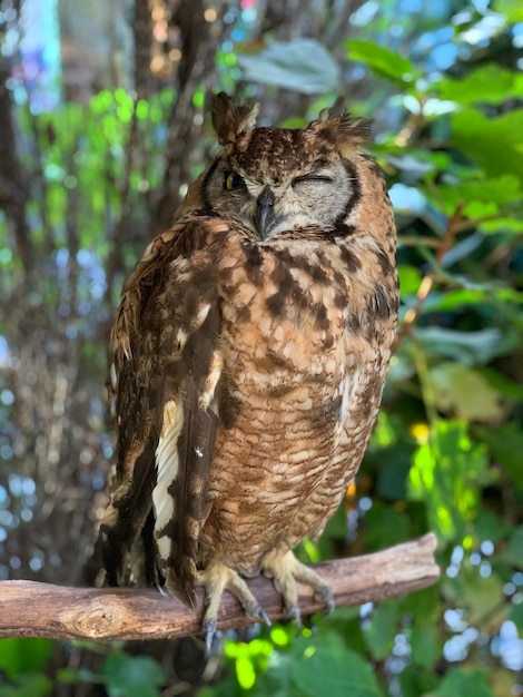 Close-up de uma coruja empoleirada em uma árvore