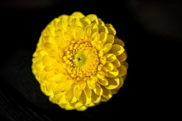 Close-up de uma dália amarela em um fundo escuro