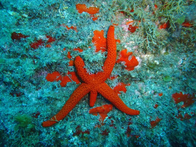 Foto close-up de uma estrela-do-mar na costa