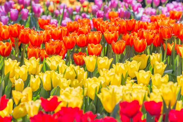 Foto close-up de uma fazenda de tulipas multicoloridas