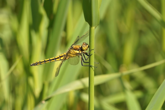 Close-up de uma fêmea de libélula de cauda preta Orthetrum cancellatum empoleirada na vegetação