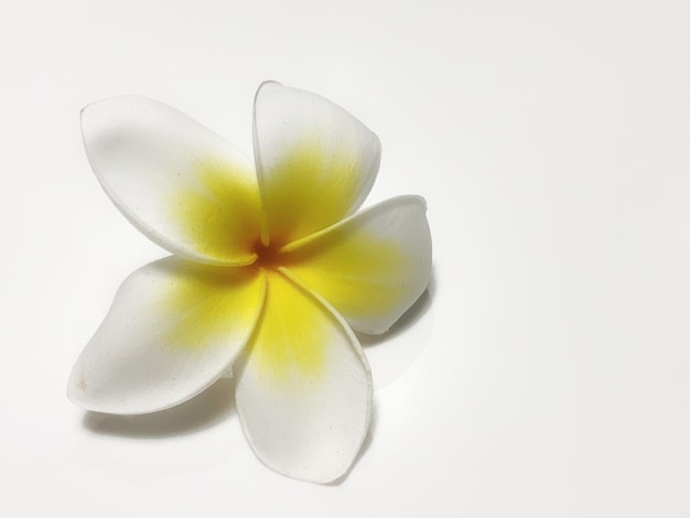 Close-up de uma flor amarela contra um fundo branco