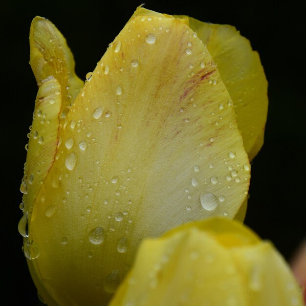 Foto close-up de uma flor amarela molhada