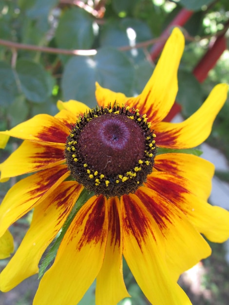 Foto close-up de uma flor amarela