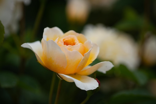 Close-up de uma flor amarela