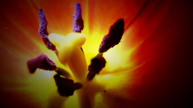 Foto close-up de uma flor amarela