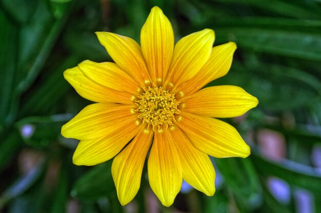 Foto close-up de uma flor amarela