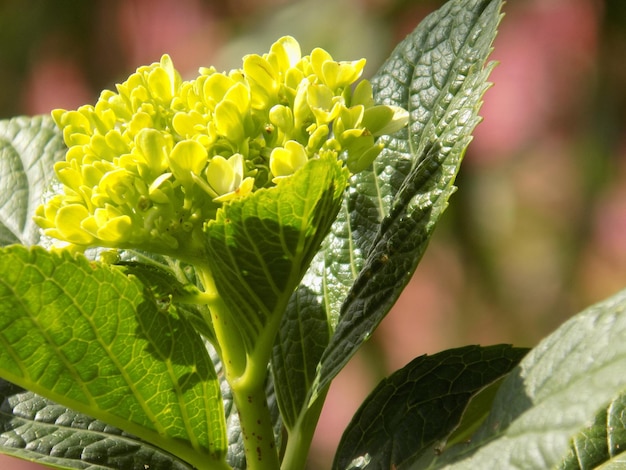 Foto close-up de uma flor amarela