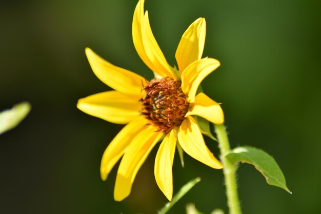 Foto close-up de uma flor amarela