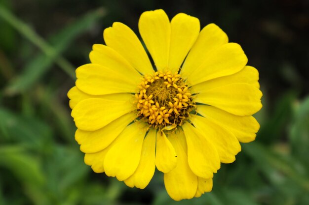 Foto close-up de uma flor amarela